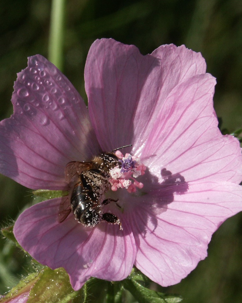 [BIO] Malva moschata (Mauve musquée)