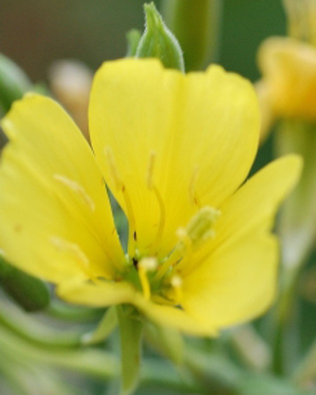 [BIO] Oenothera biennis (Onagre bisannuelle)