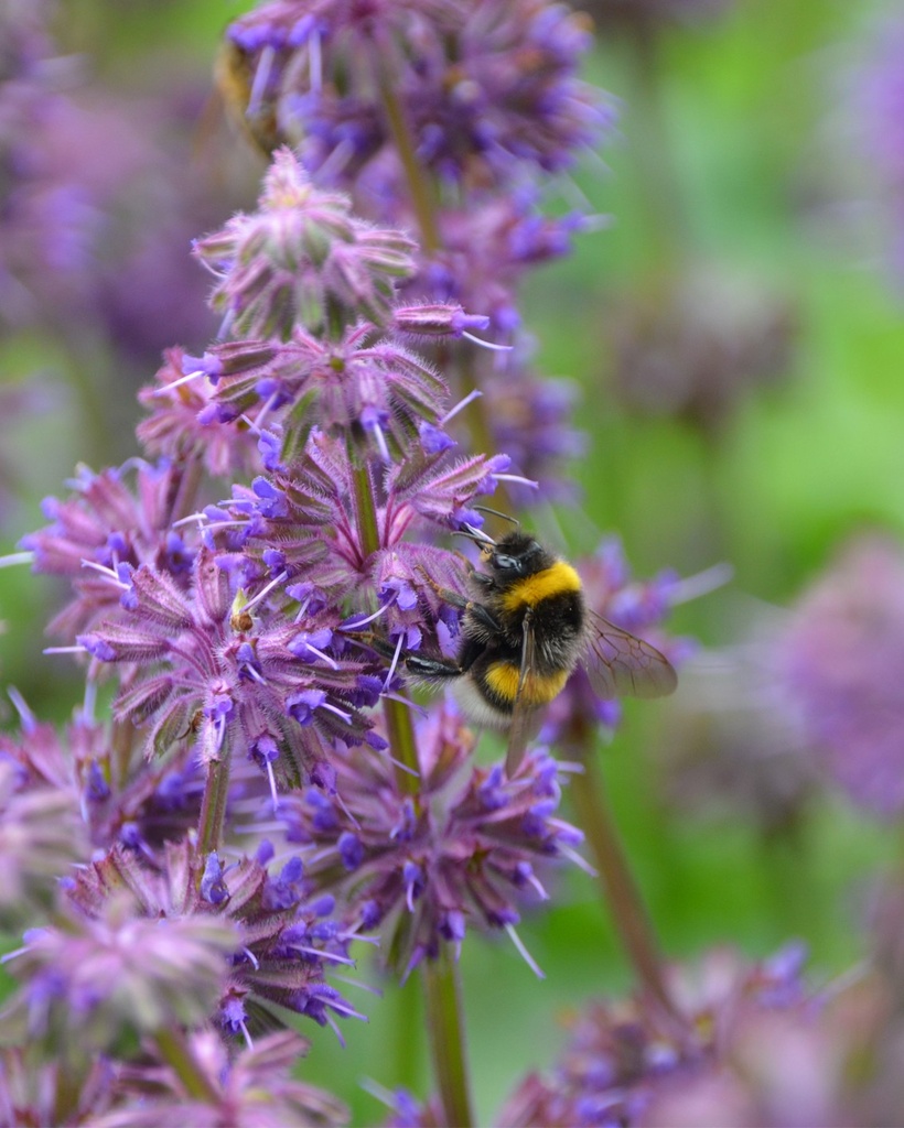 [BIO] Salvia verticillata (Sauge verticillée)