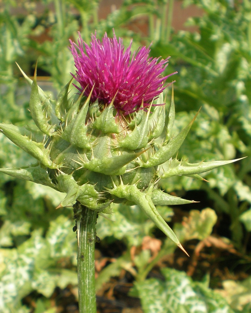 [BIO] Silybum marianum (Chardon-marie)