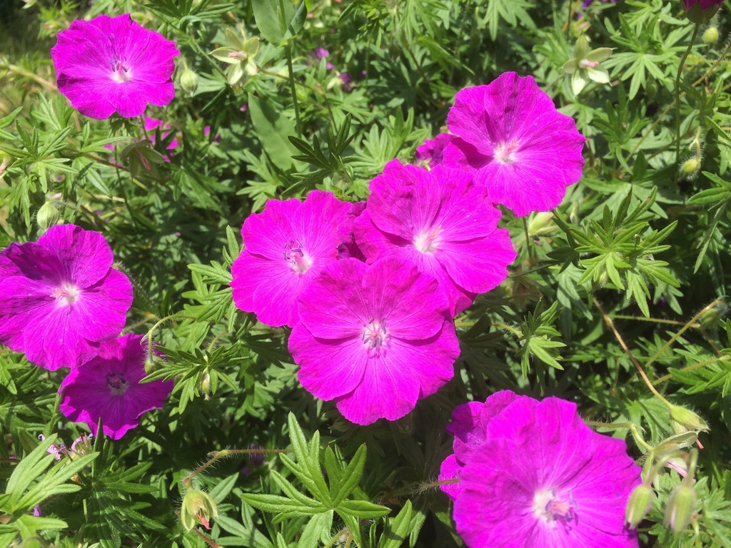 [BIO] Geranium sanguineum (Géranium sanguin)