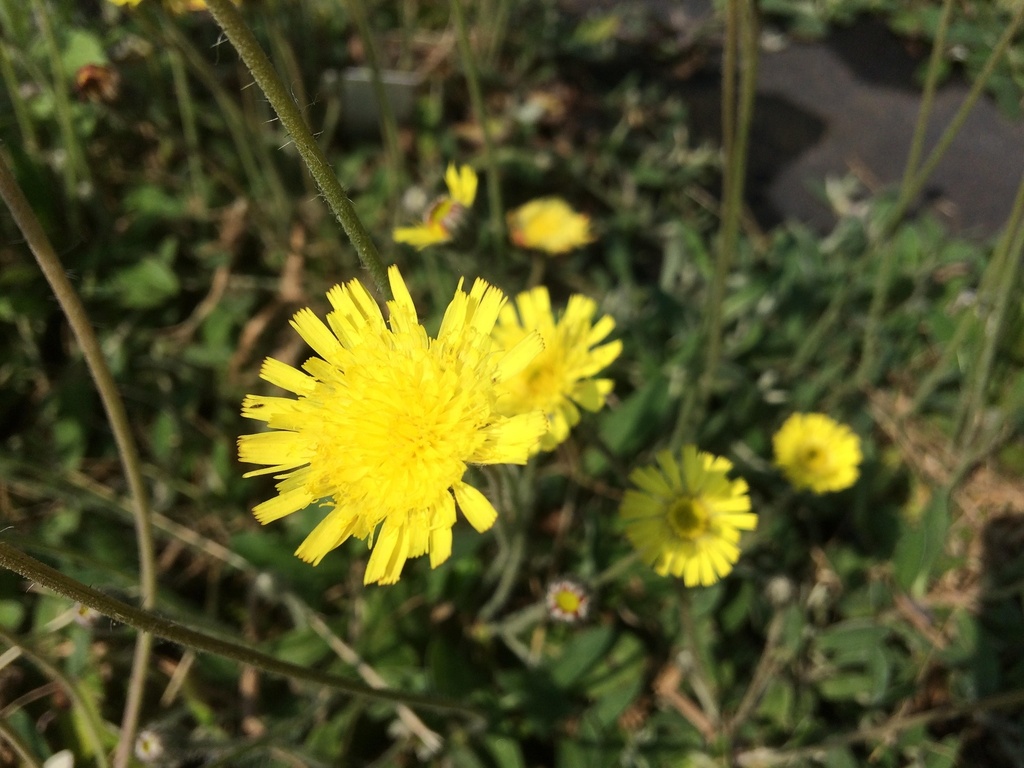 [BIO] Hieracium pilosella (Epervière piloselle)