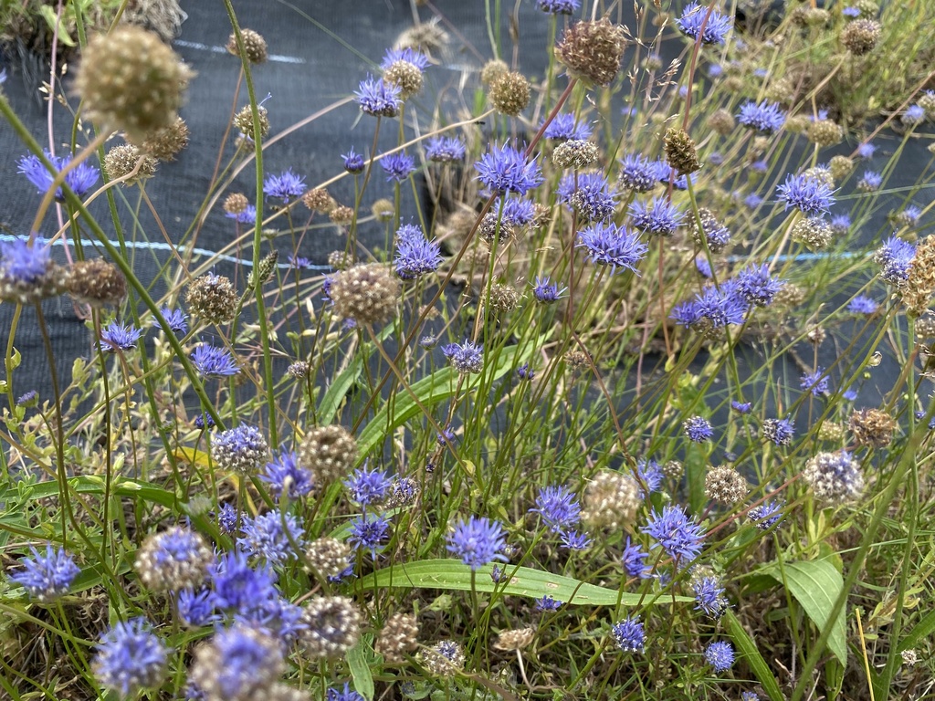 [BIO] Jasione montana (Jasione commune)