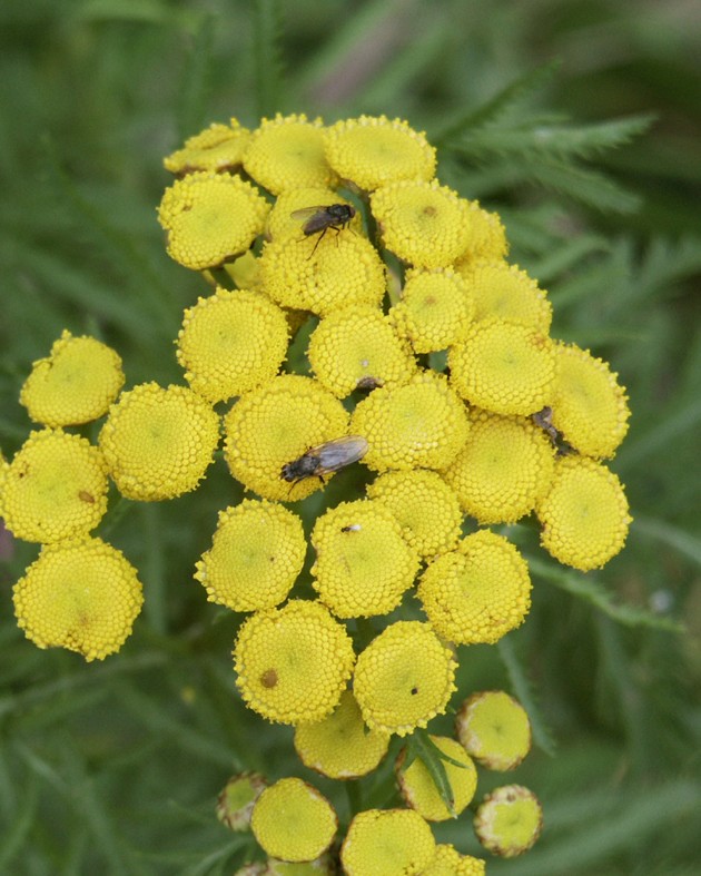 [BIO] Tanacetum vulgare (Tanaisie)