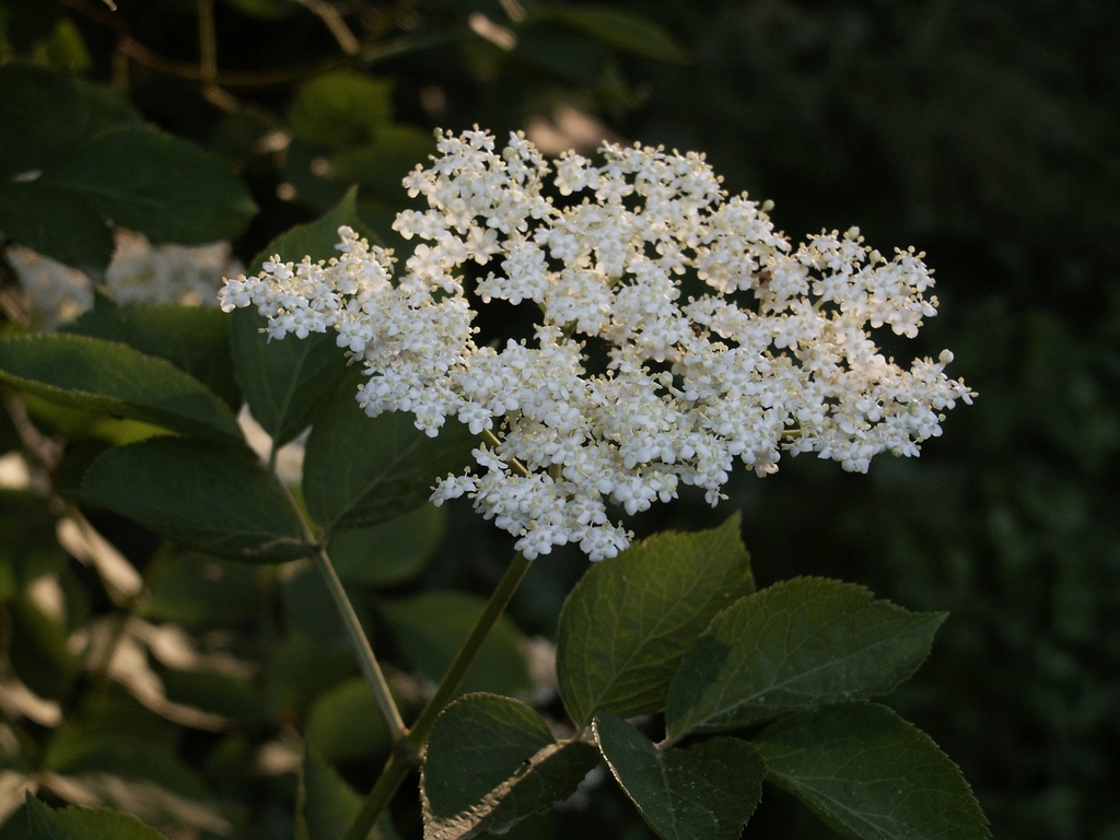 Sambucus nigra (Sureau noir)