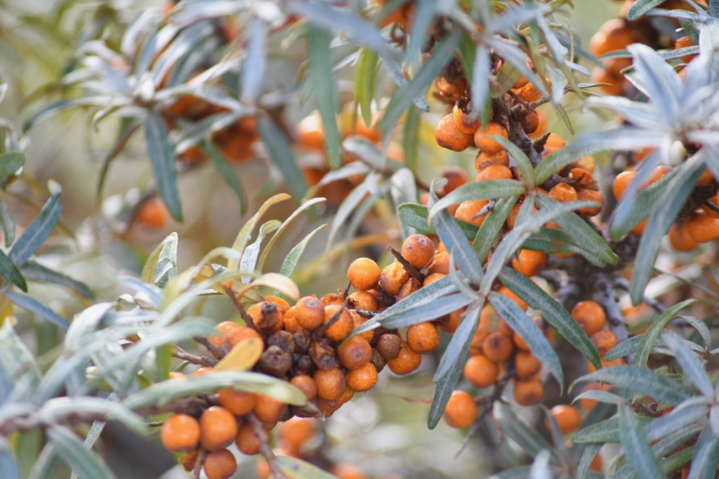 Hippophae rhamnoides (Argousier)