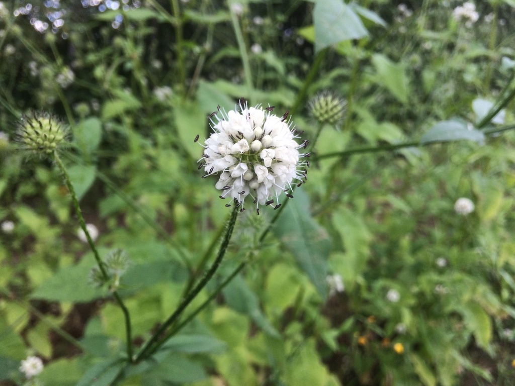 [BIO] Dipsacus pilosus (Cardère velue)