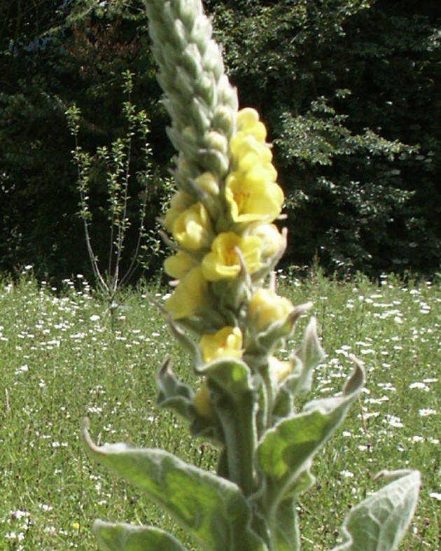 [BIO] Verbascum thapsus (Bouillon blanc)