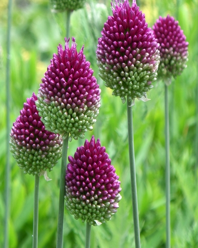 Allium sphaerocephalon (Ail à tête ronde)