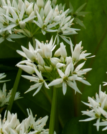 Allium ursinum (Ail des ours)