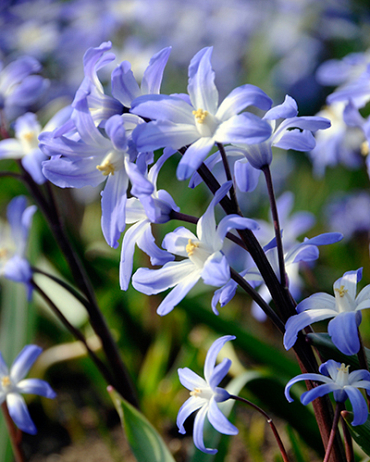 Chionodoxa luciliae (Gloire des neiges)