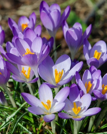 Crocus Tommasinianus (Crocus de Thomas)