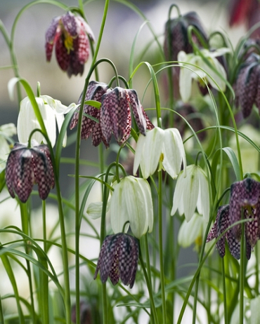 Fritillaria meleagris (Fritillaire pintade)