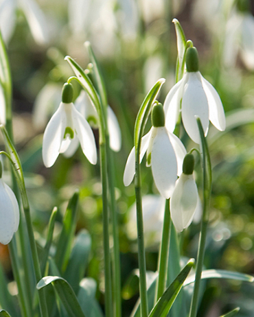 Galanthus nivalis (Perce-neige)