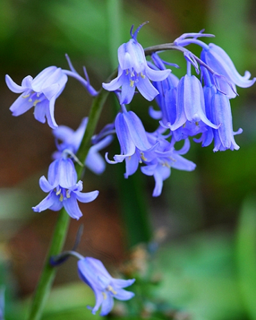 Hyacinthoides non-scripta (Jacinthe des bois)