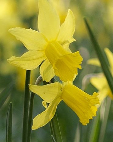 Narcissus pseudonarcissus subsp. lobularis (Narcisse jaune)