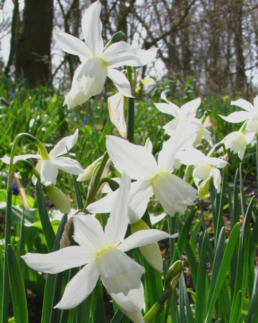 Narcissus 'Thalia'