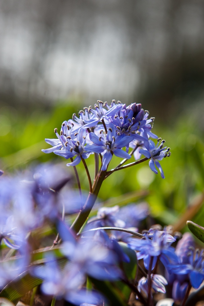 Scilla bifolia (Scille à deux feuilles)