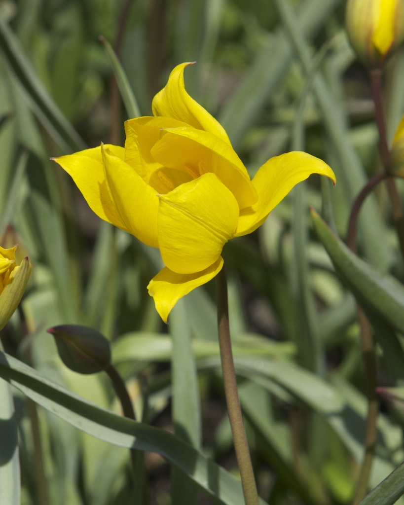 Tulipa sylvestris (Tulipe sauvage)