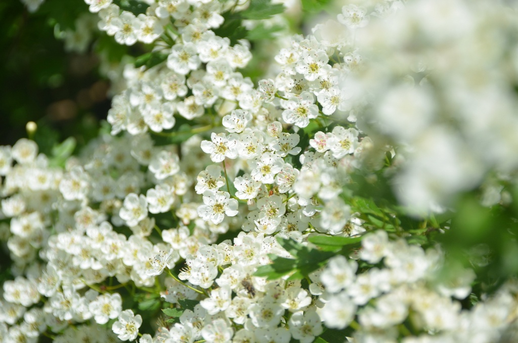 Crataegus monogyna (Aubépine)