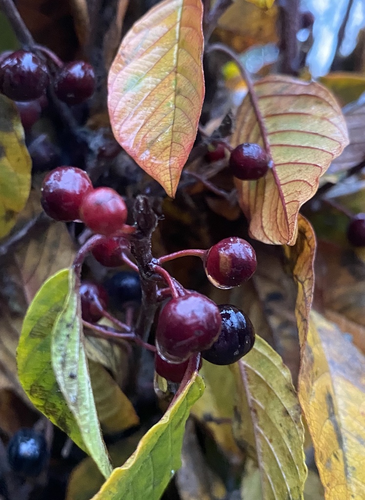 Frangula alnus (Bourdaine)