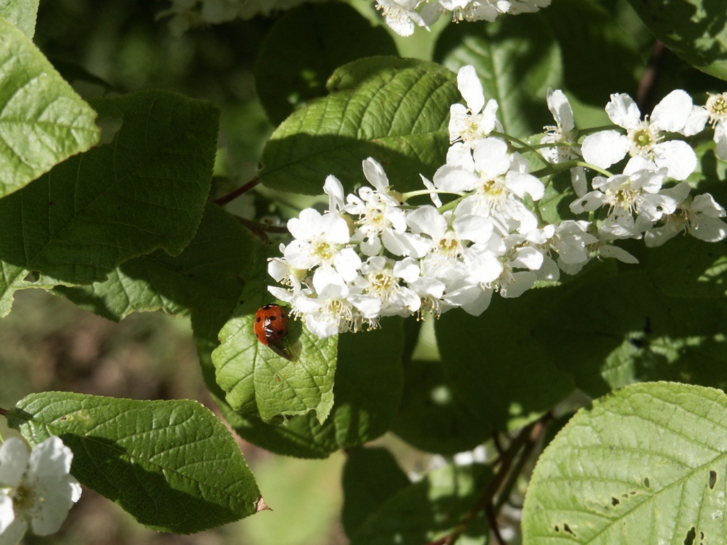 Prunus padus (Cerisier à grappes)