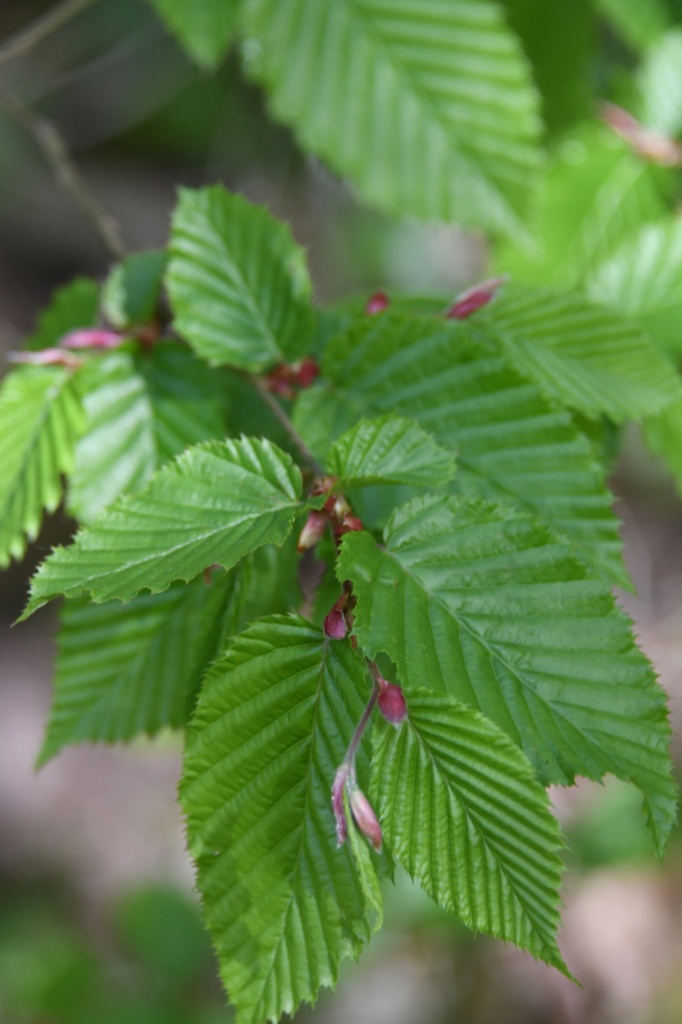 Carpinus betulus (Charme commun)