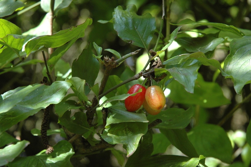 Cornus mas (Cornouiller mâle)