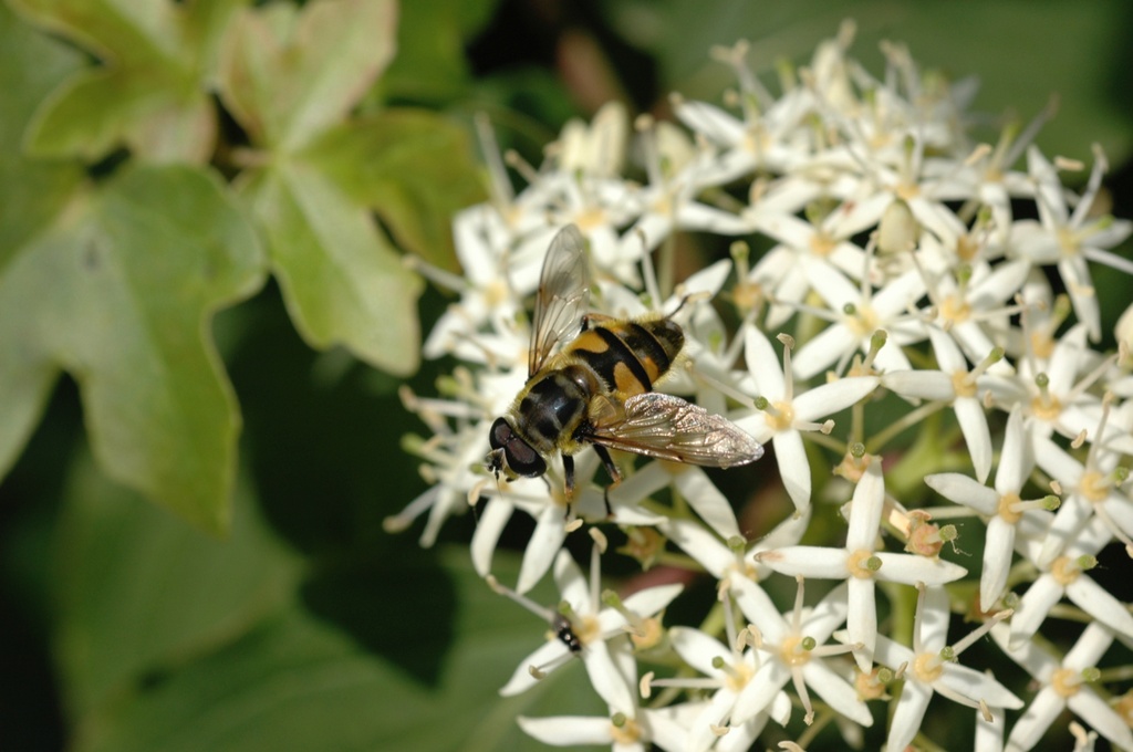 Cornus sanguinea (Cornouiller sanguin)