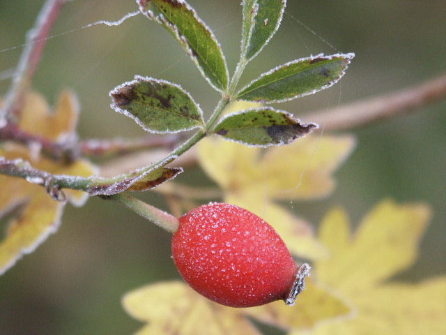 Rosa canina (Eglantier)