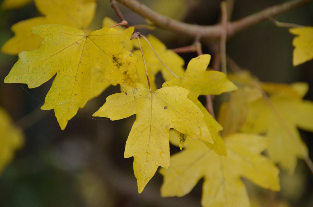 Acer campestre (Erable champêtre)