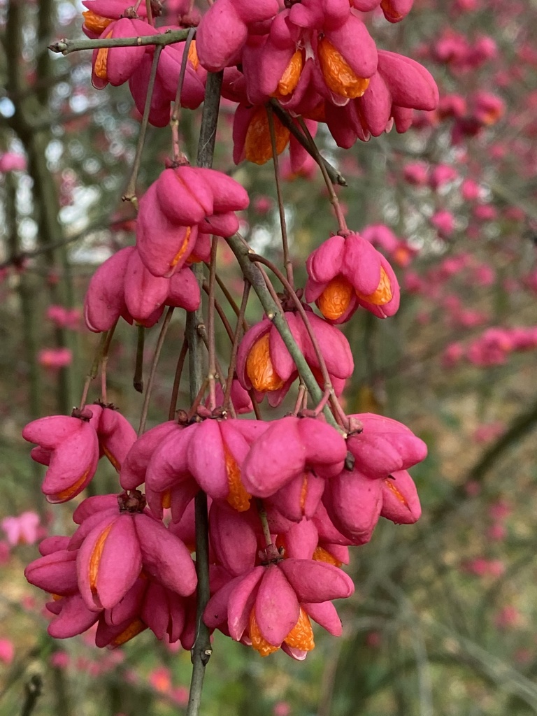 Euonymus europaeus (Fusain d'Europe)