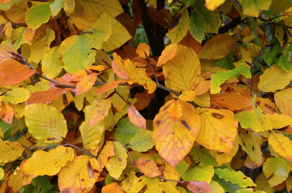 Fagus sylvatica (Hêtre vert)