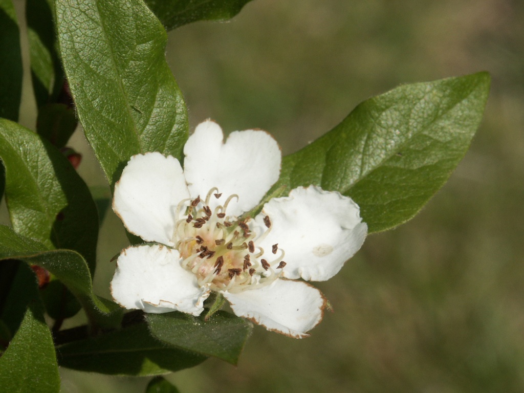 Mespilus germanica (Néflier)