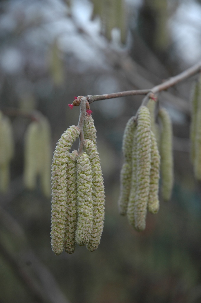 Corylus avellana (Noisetier)