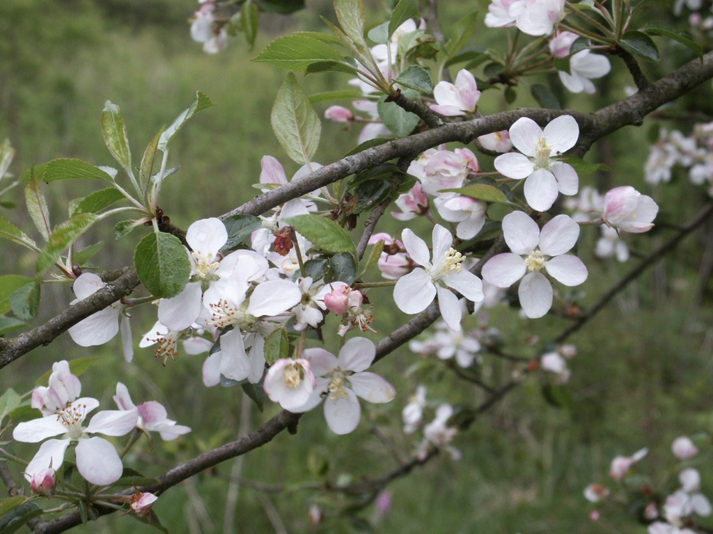 Malus sylvestris (Pommier sauvage)