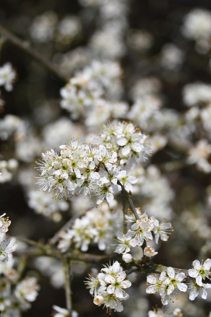 Prunus spinosa (Prunellier)