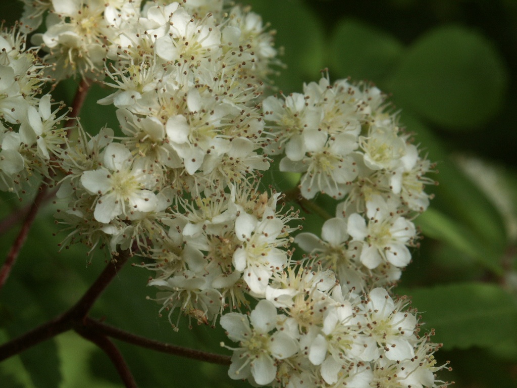 Sorbus aucuparia (Sorbier des oiseleurs)