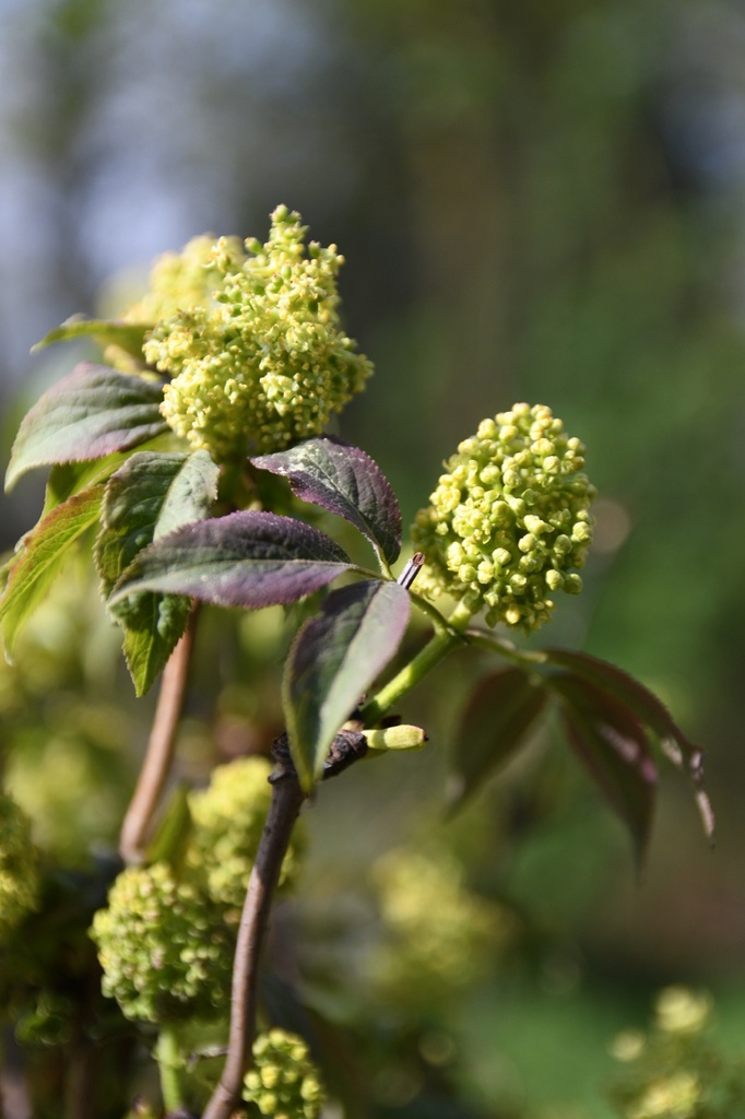 Sambucus racemosa (Sureau à grappes)