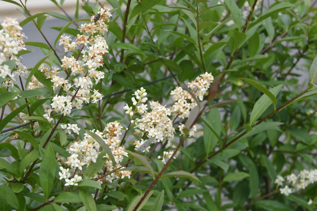 Ligustrum vulgare (Troëne)