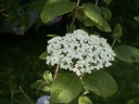 Viburnum lantana (Viorne mancienne)