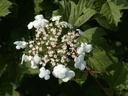 Viburnum opulus (Viorne obier)