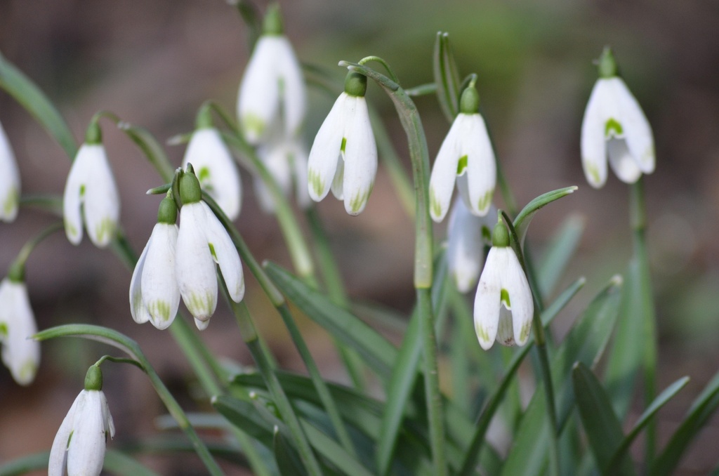 Galanthus nivalis (Perce-neige)