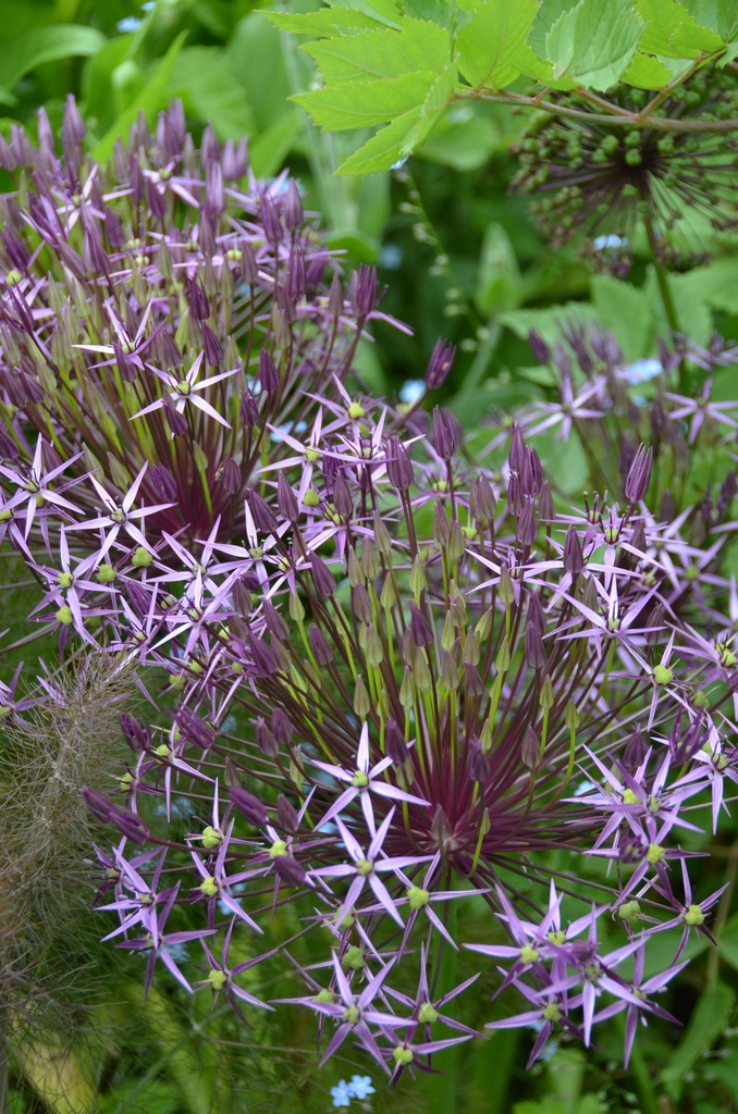 Allium christophii (Ail d’ornement)