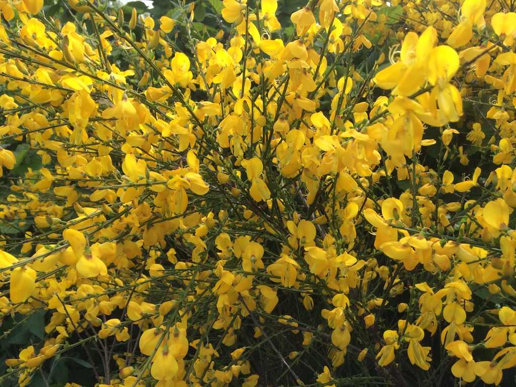 Cytisus scoparius (Genêt à balais)