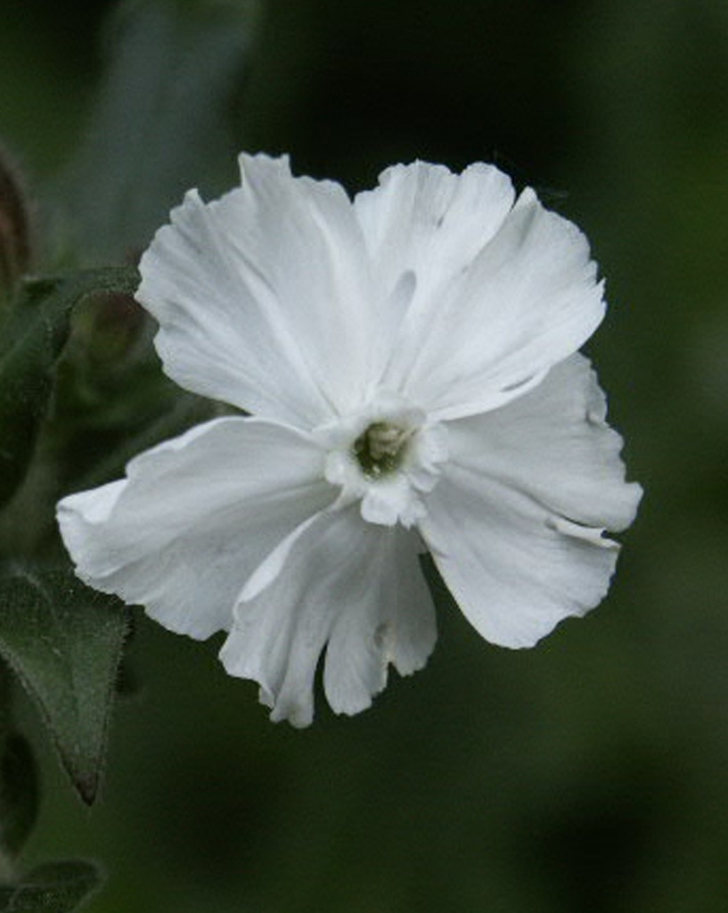 [BIO] Silene latifolia alba* (Compagnon blanc)