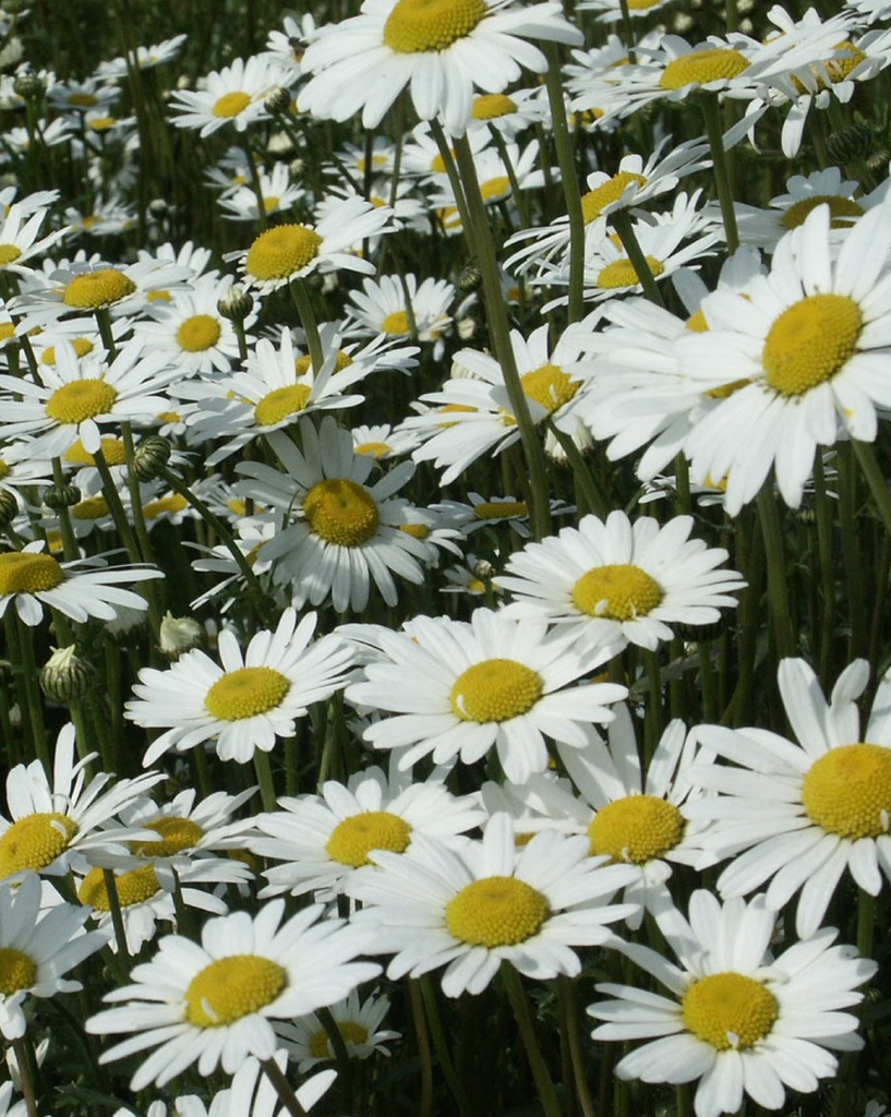 Leucanthemum vulgare (Marguerite des prés)