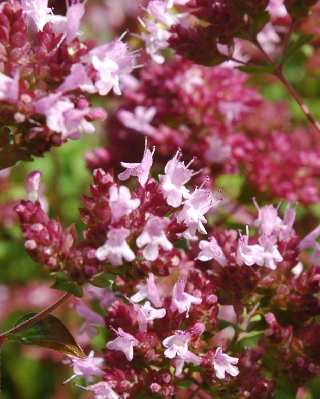 Origanum vulgare (Origan)