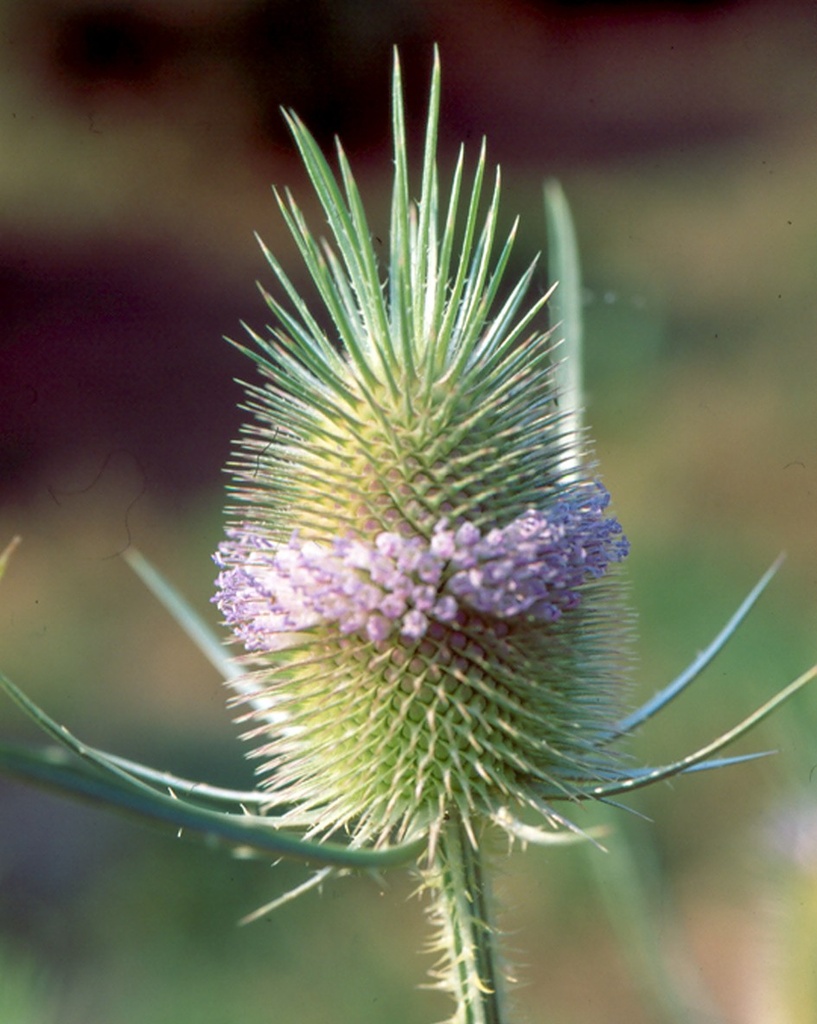 [BIO] Dipsacus fullonum (Cabaret des oiseaux)