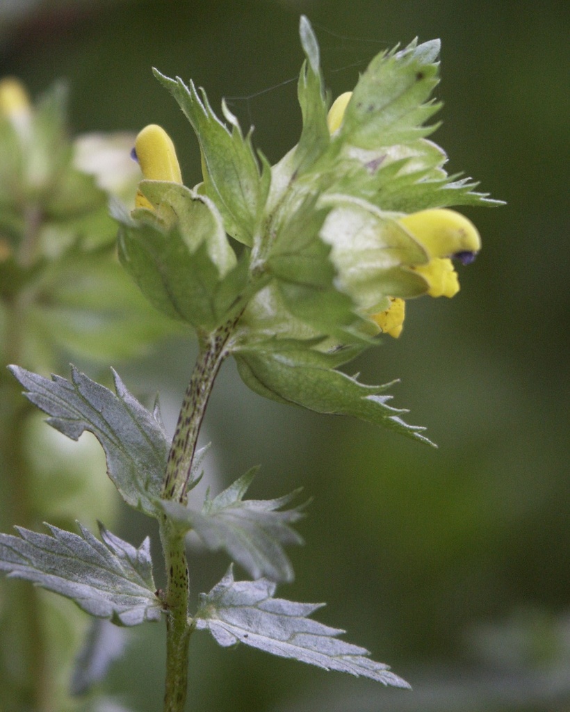 Rhinanthus minor (le petit rhinanthe)